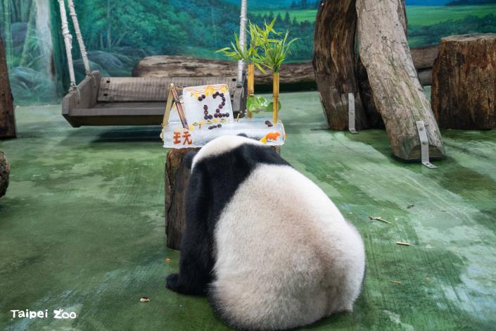 Yuan Zai polished off the edible camping- themed decorations as her back faced the crowd