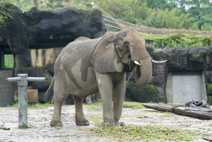 African elephant Meidai