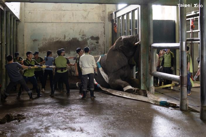 The veterinary and animal care teams urgently mobilized dozens of additional personnel to assist her in standing again.