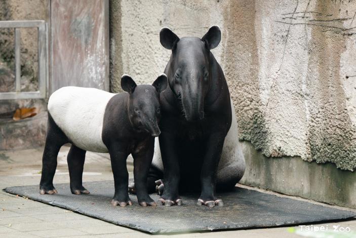 By the time Rimuru was four months old, his coat had fully changed to the distinct black-and-white pattern. He still loved snuggling up to his mom, Mali.