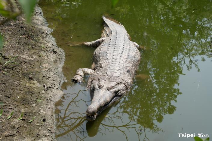 The male Malay gharial "Cool Dragon" has been living in the Temperate Zone Animal Area in recent years. Today, he has been relocated back to the Asian Tropical Rainforest Area