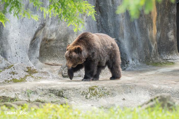 Xiao Qiao, the brown bear, was rescued by the government in 2006 after being abandoned by a circus. Since then, she has displayed remarkable resilience and lively exploratory behaviors, becoming a beloved animal friend to many visitors.