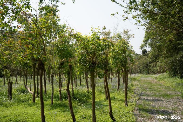 On the southern side of the zoo's Temperate Zona Animal Area, there is a eucalyptus grove exclusively dedicated to the koalas.