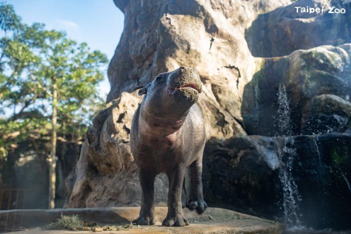 The pygmy hippopotamus Thabo passed away on March 10. He was accompanied by his care team.