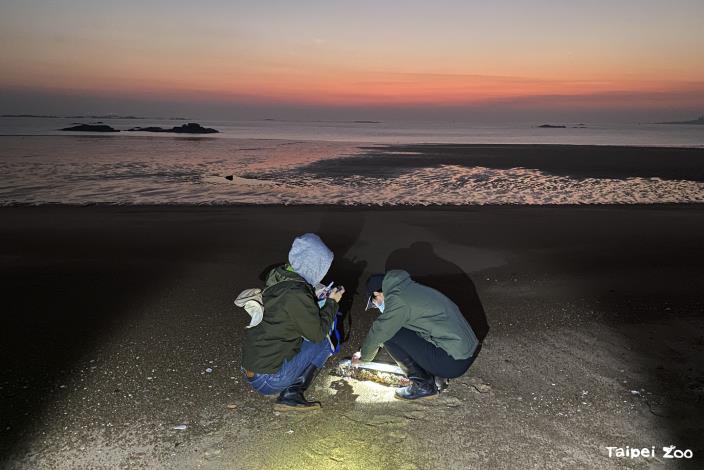 Scat surveys are typically conducted in the early morning to collect fresh samples.