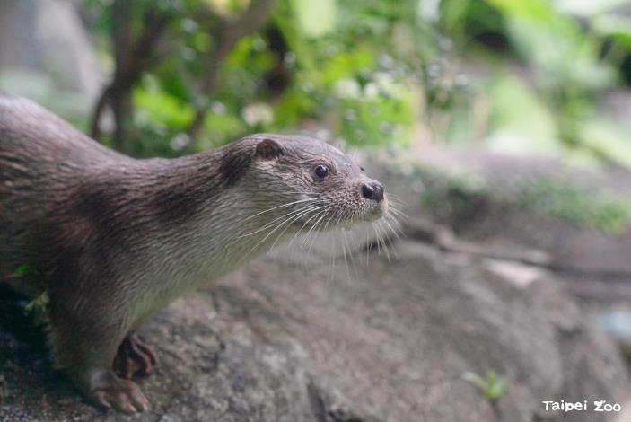 In Taiwan, Eurasian otters are currently restricted to Kinmen’s aquatic habitats and are classified as Critically Endangered (CR) in the Taiwan Red List.