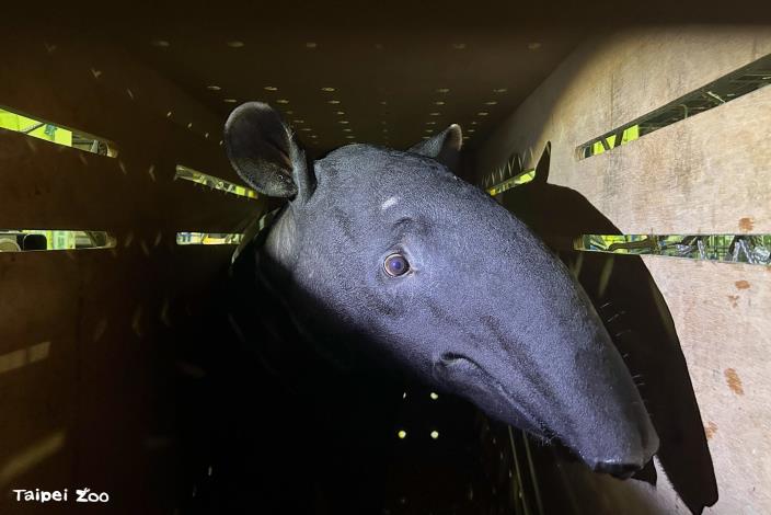 “Bintang” remains in his transport crate as he settles and recovers.