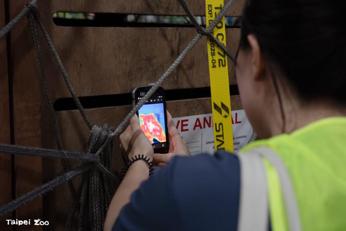At the airport, veterinarians carefully assessed his condition before transport to the zoo.