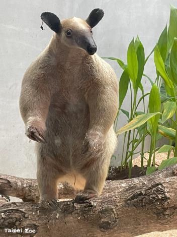 If visitors spot “Hei Niu” within the zoo or in the surrounding hills, please keep a safe distance and do not disturb, chase, or attempt to capture her, as this may cause her to hide. Please immediately notify zoo staff or contact the hotline.