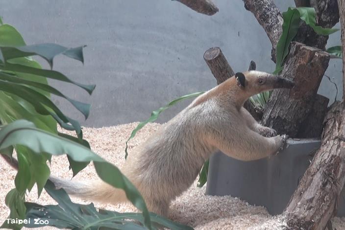 “Hei Niu” is a female Southern tamandua, approximately 11 years and 10 months old, with a body length of about 50–60 cm.