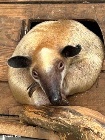 “Hei Niu” prefers to rest hidden in hollows or sheltered spaces.