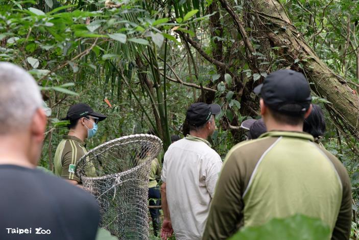 In recent days, zoo staff had repeatedly entered the surrounding forested hillsides to search for signs of the tamandua.