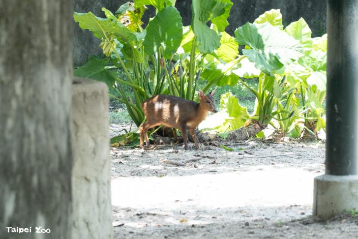 Formosan Reeves’s muntjacs are frequently seen in the zoo’s natural environment, with their barking calls echoing through hillside forests at dusk.