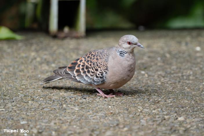 The Oriental Turtle Dove is a commonly seen bird species in Taipei City