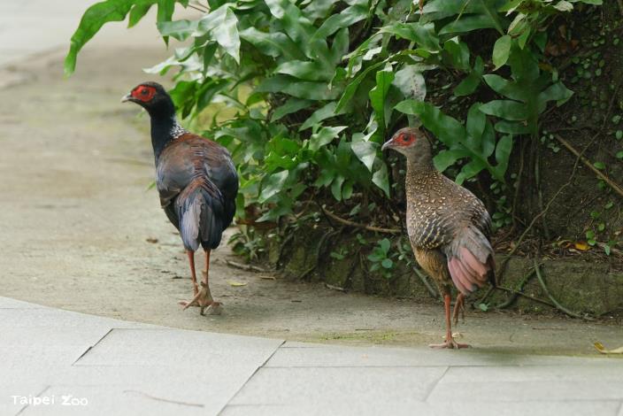 The zoo’s woodlands are home to Swinhoe’s Pheasants, which can occasionally be seen venturing onto visitor pathways during the quiet early morning hours. (Photo by Chan Te-chuan)