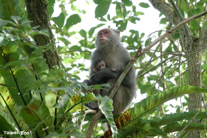 Wild troops of Formosan rock macaques are also active around Taipei Zoo. Visitors are strongly advised not to disturb, touch, or feed them, and to give the animals adequate space.