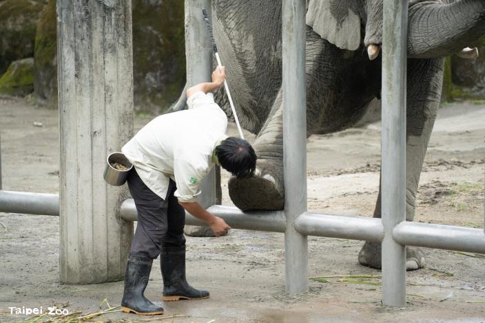For such large animals, proper foot care is essential to their overall health