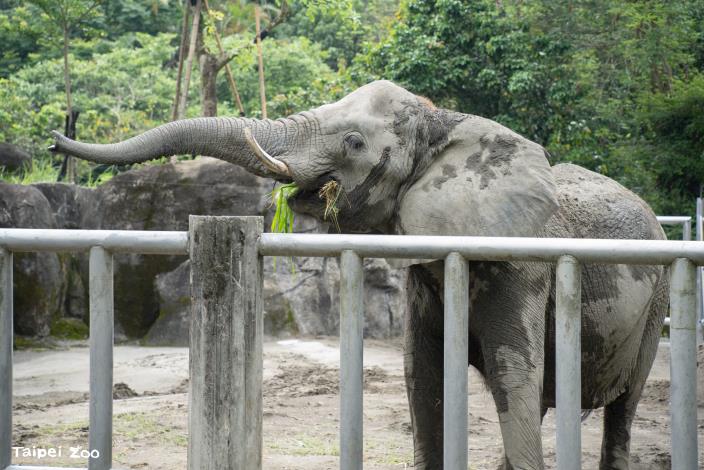 Keepers work with both African and Asian elephants every day, using training to build trust and coordination.