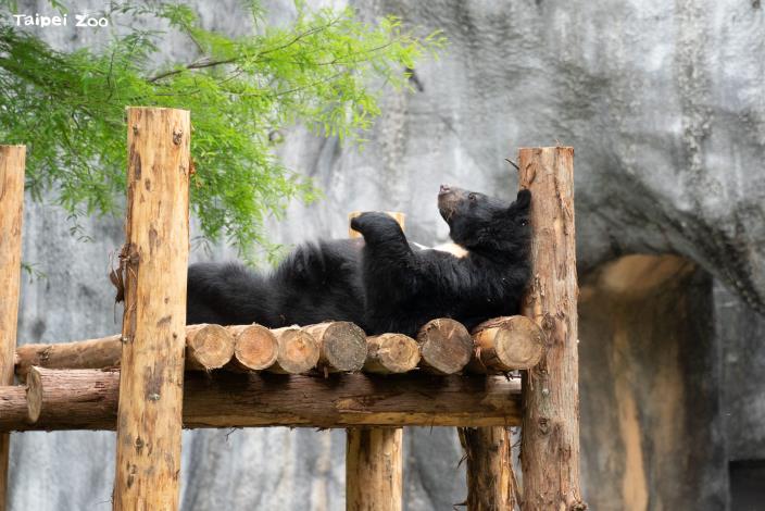 She made her way to the top of the structure, where she lay comfortably to rest.