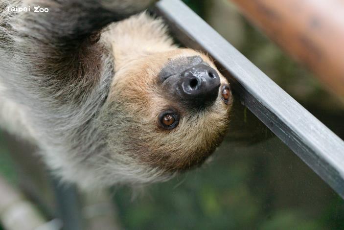 Taipei Zoo looks forward to reopening on July 2 and spending the summer vacation season with visitors.