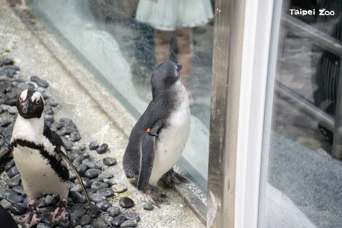 The oldest African penguin chick enjoys watching visitors and is often seen standing close to the viewing glass, curiously observing people outside.