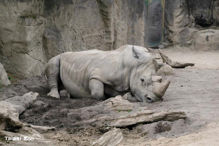 For elderly white rhinos, dietary adjustments are guided not only by changes in body weight, but also by Body Condition Score (BCS), muscle mass, dental and oral health, gait, and mobility.犀牛的體重管理，除了體重增減亦會搭配體態評分、肌肉量、牙齒與口腔、步態及活動能力等資訊調整食譜方向。