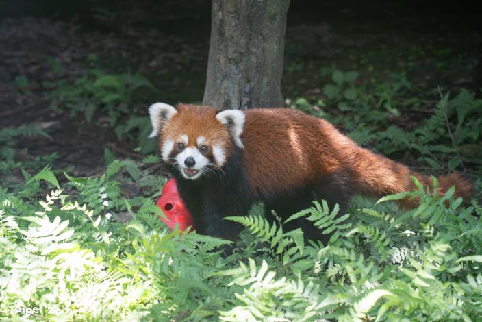 Lele's strong interest in food helped him quickly build a trusting relationship with his keepers.
