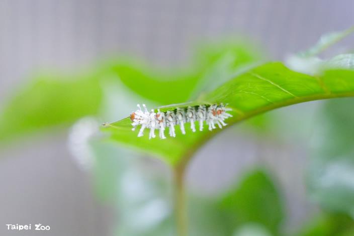 Atlas moth caterpillars secrete a waxy substance that gives them their distinctive white appearance.