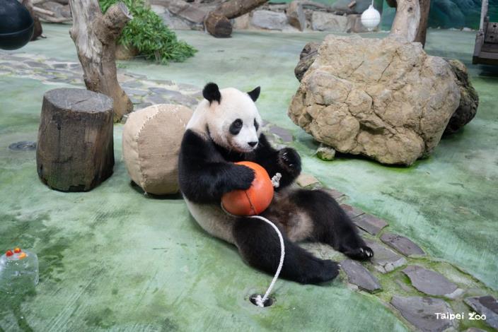 Yuan Bao explores the habitat and pauses to play with one of the planet-shaped buoys.