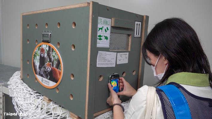A veterinarian uses an infrared thermal imaging camera to check the red panda’s body temperature.