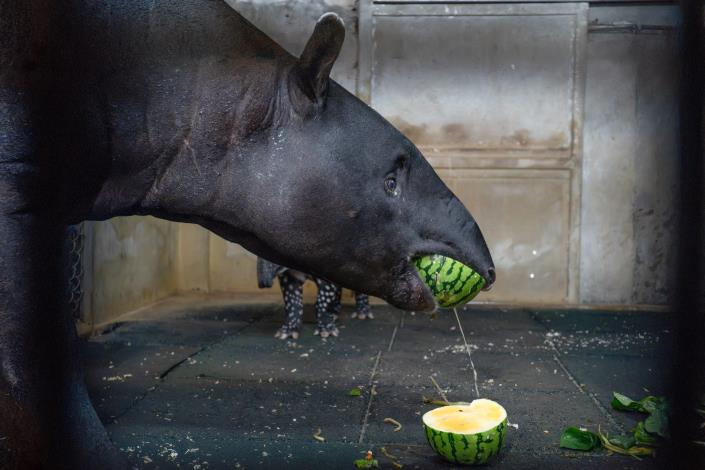 Putri takes a big, juicy bite of the watermelon.