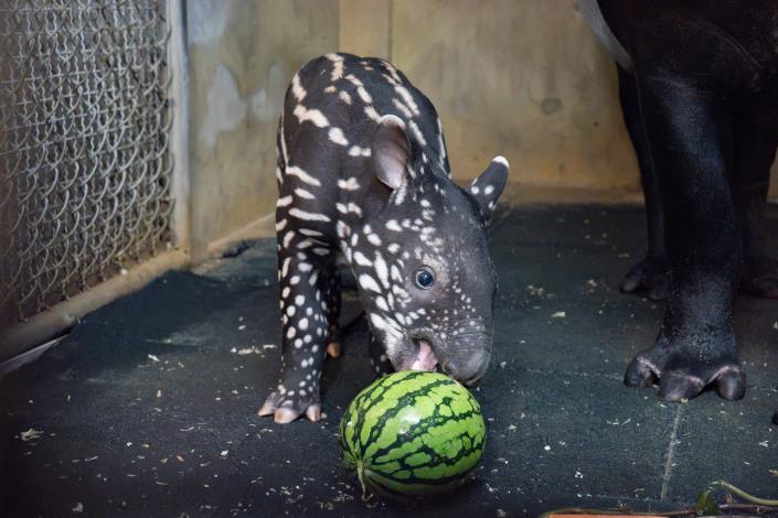 The Malayan tapir calf cautiously opens her mouth to touch the watermelon.