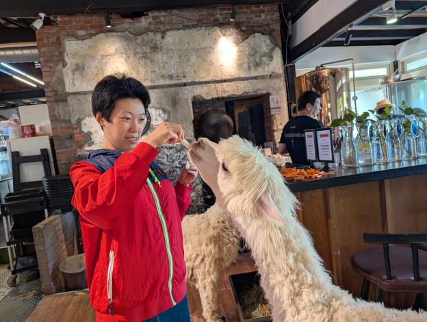 羊駝搶著吃手上的食物，真可愛