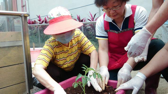 長者在照服員陪伴下，種下蕃茄幼苗