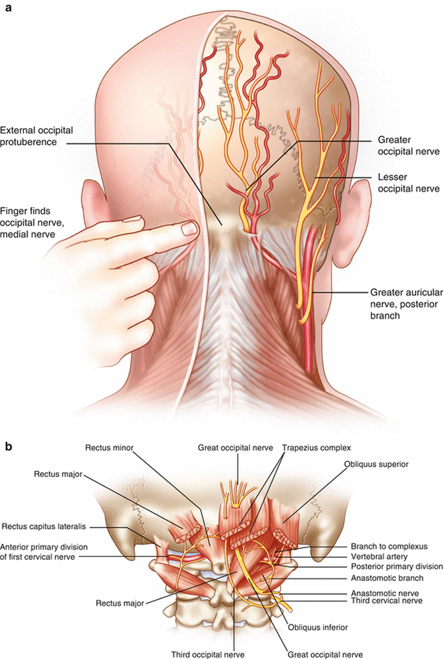 枕神經解剖構造(資料來源為網路).jpg