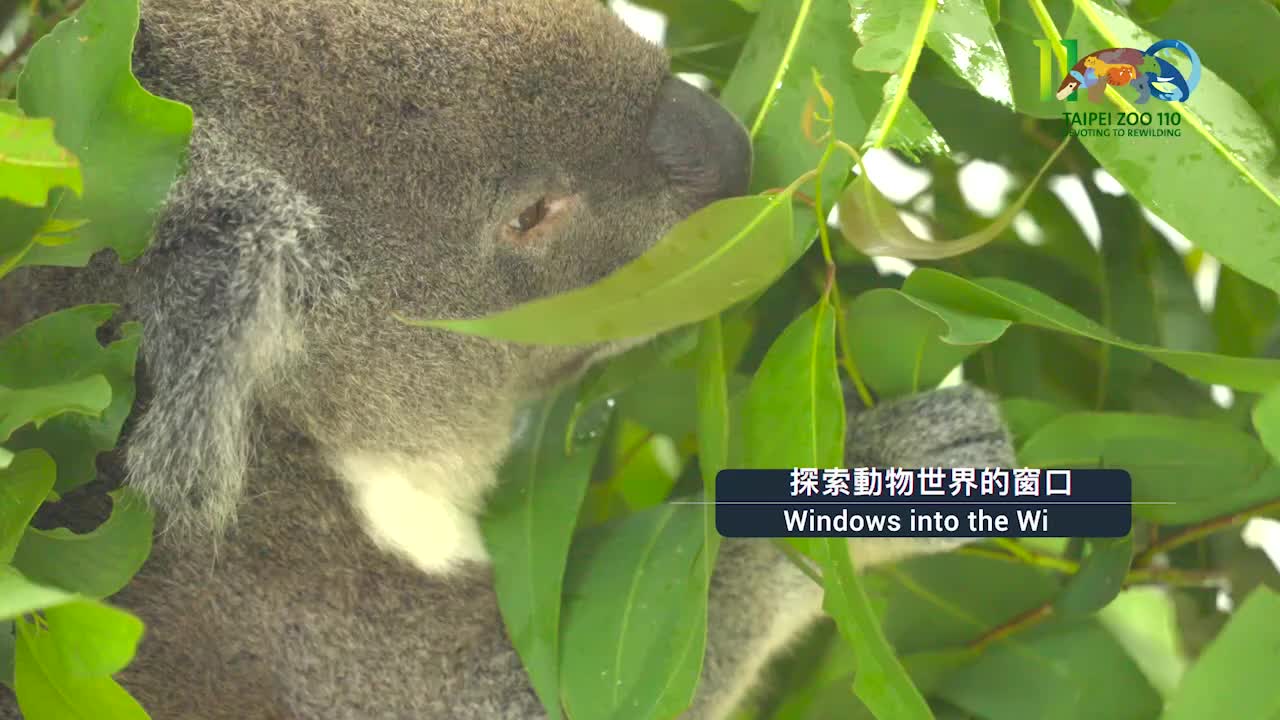 臺北市立動物園2024園慶宣傳30秒影片(播映期間1001-1031)720P