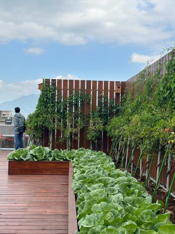 陽明海運 - 屋頂綠化屋頂菜圃
