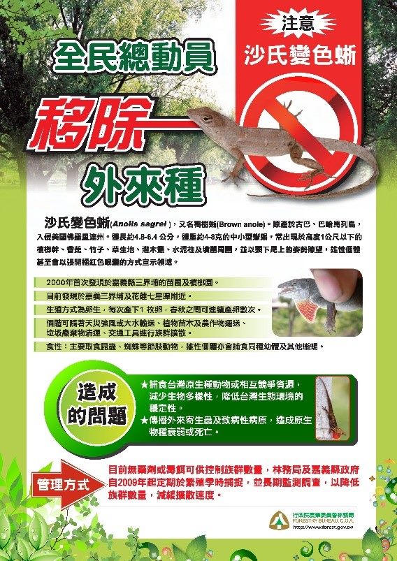社子花市發現沙氏變色蜥一事