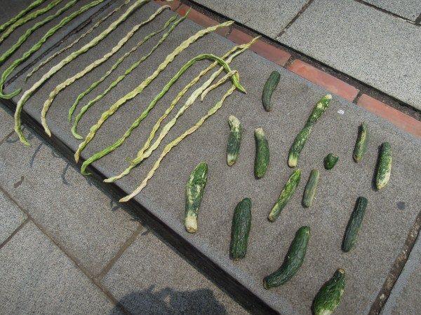 1020608客家傳統醃菜過程