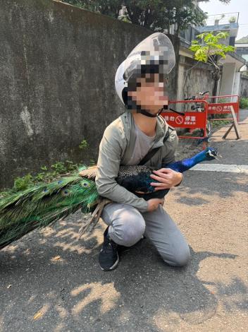 山區日前出現孔雀，北投分局警民聯繫動保處協助安置
