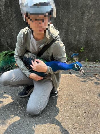 孔雀於行義路巷內行走並由熱心民眾攔下以防車輛行經不慎發生事故