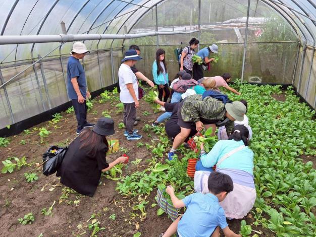 3.	畑での有機野菜の収穫体験