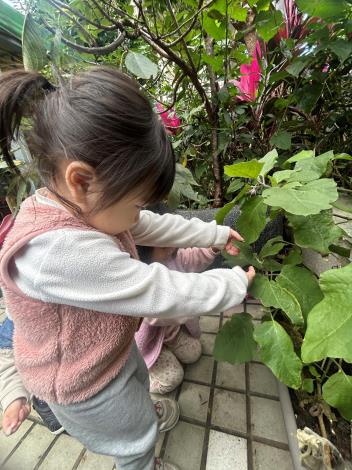 小田園教育-校園植物探索：茄子.JPG