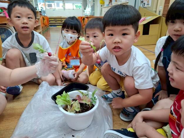 採收櫻桃蘿蔔