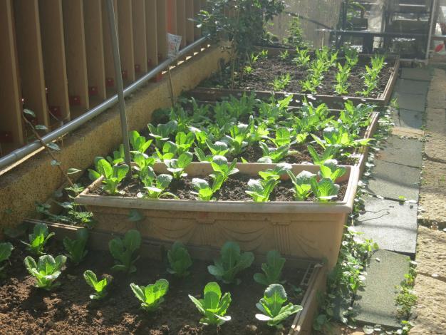 22 小田園種植區.JPG