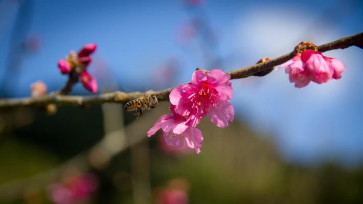 花草類