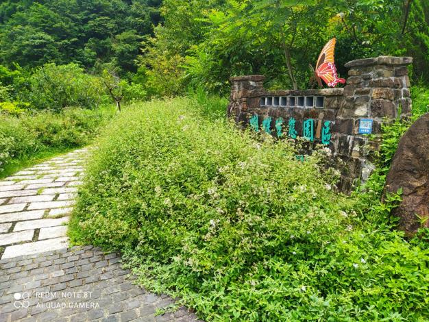 2.蝶園入口種植之高士佛澤蘭吸引斑蝶在此流連