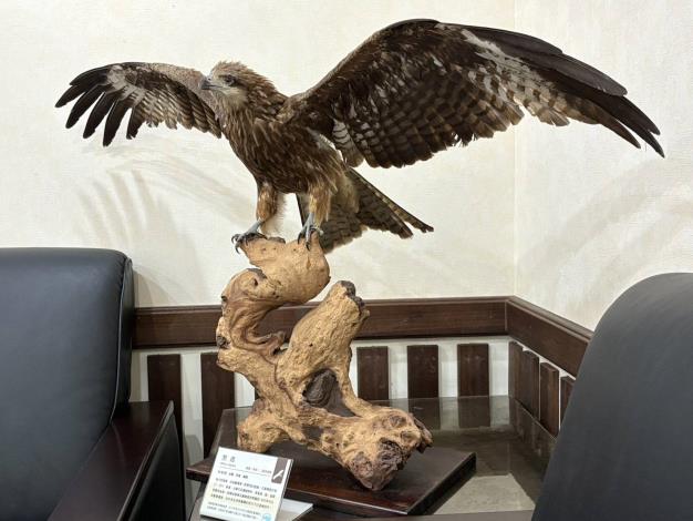 2.翡翠水庫黑鳶標本