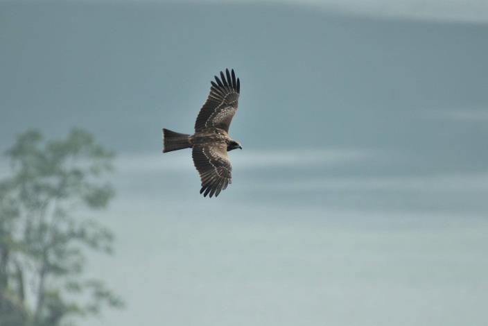 3.黑鳶翱翔翡翠水庫集水區上空