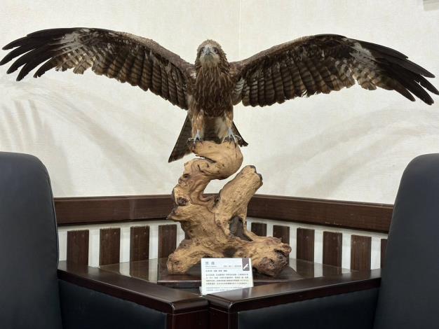 1.誤食毒老鼠死亡的黑鳶標本，將成為翡翠水庫生態標本教育展區的主角
